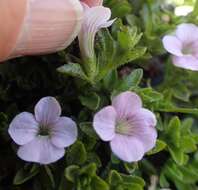 Image de Gratiola pubescens R. Br.