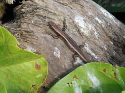 Image of Mottled Snake-eyed Skink