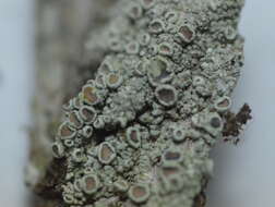 Imagem de Lecanora chlarotera Nyl.