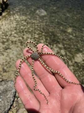 Image of Reticulated brittle star