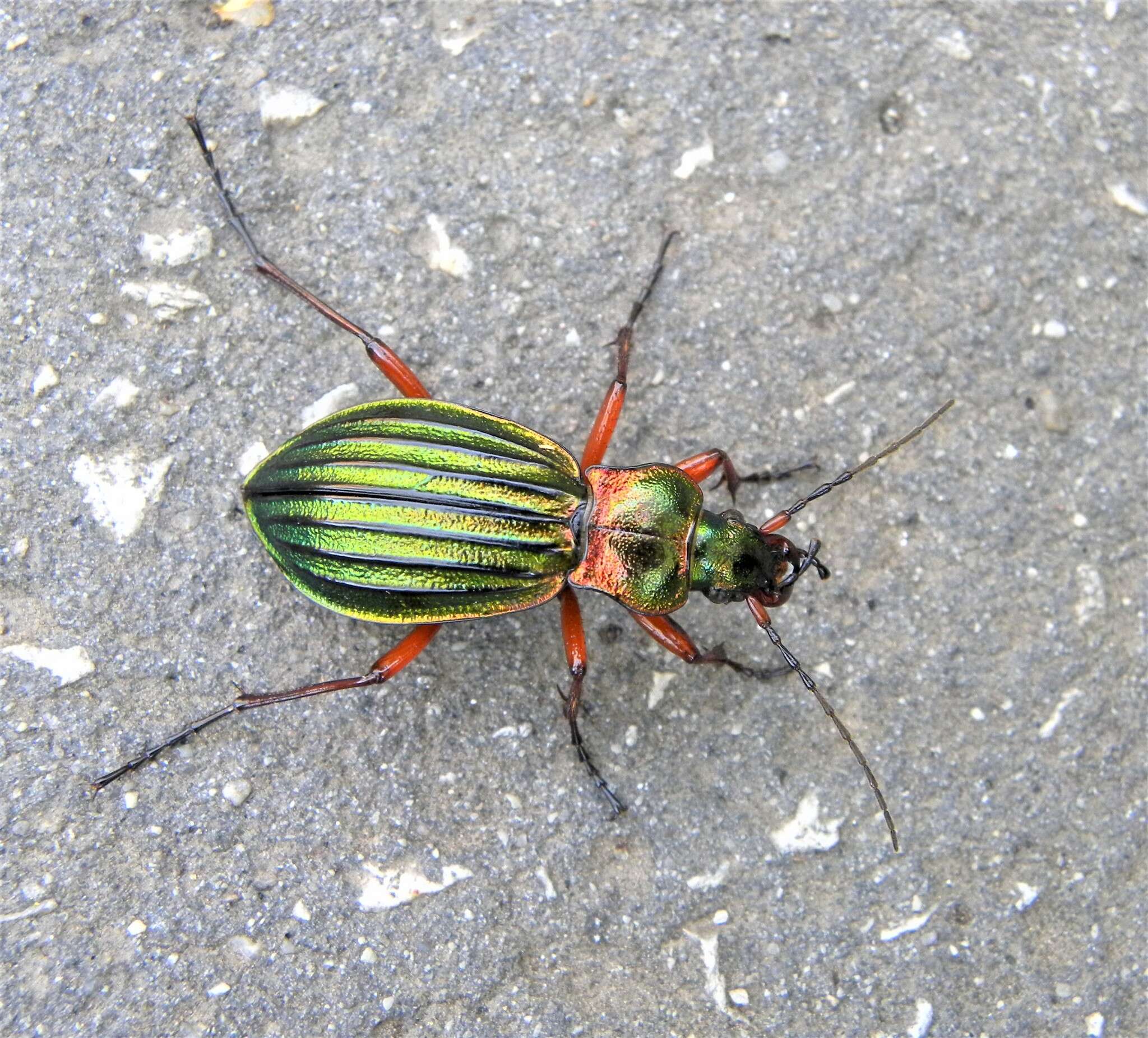 Carabus (Chrysocarabus) auronitens Fabricius 1792 resmi