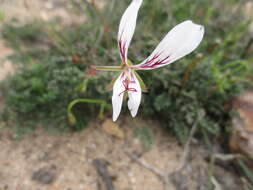 Image of Pelargonium caucalifolium subsp. caucalifolium