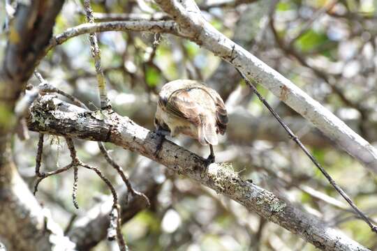 Image of Woodpecker Finch