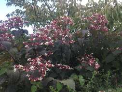 Imagem de Clerodendrum trichotomum Thunb.