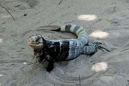 Image of Aguán Valley Iguana