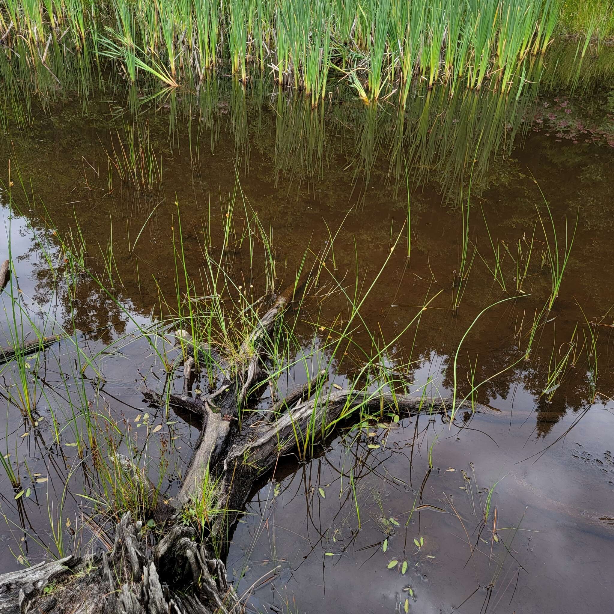 Image of Torrey's bulrush