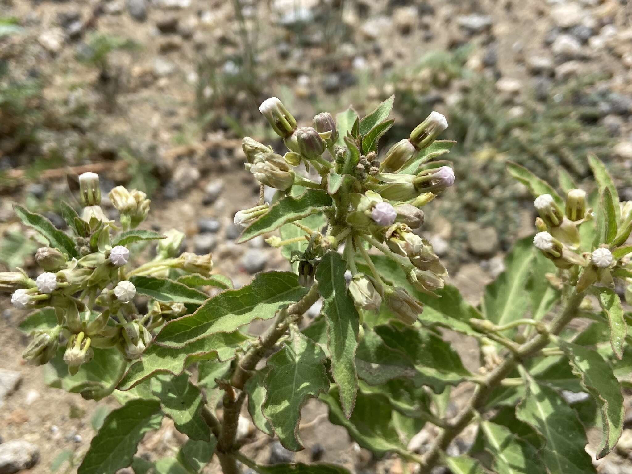 Image of Emory's milkweed