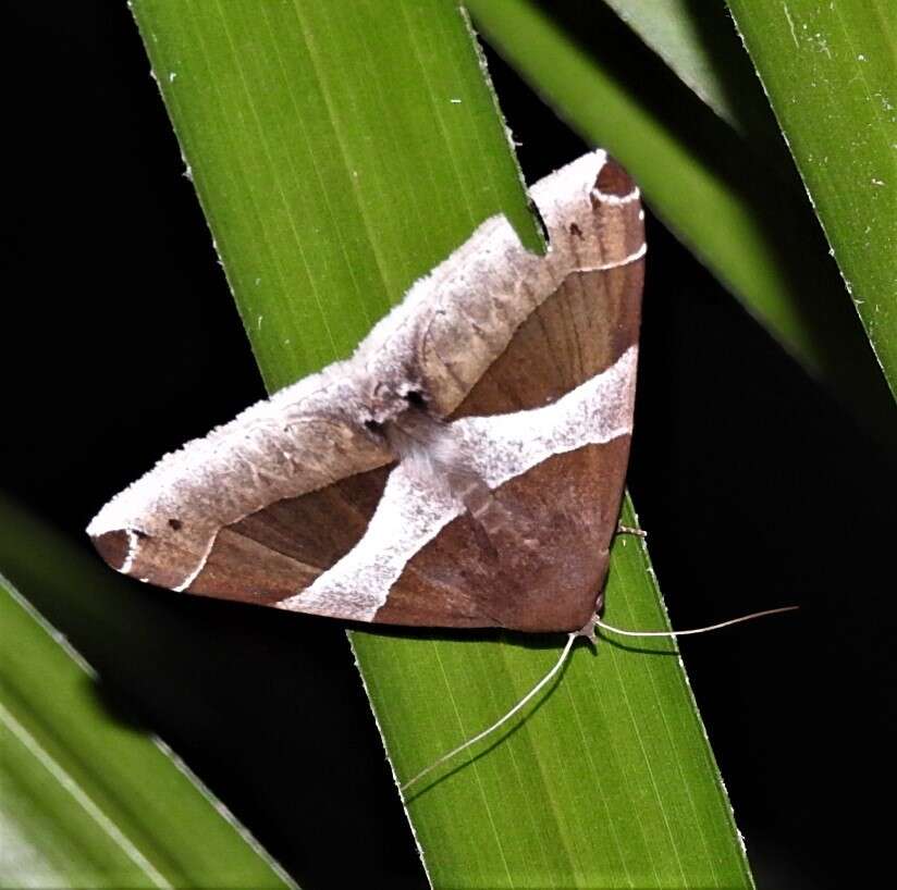 Image of Dysgonia constricta Butler 1874