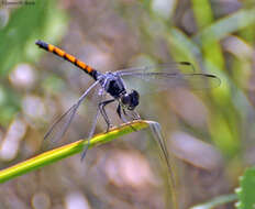 Image of Seaside Dragonlet