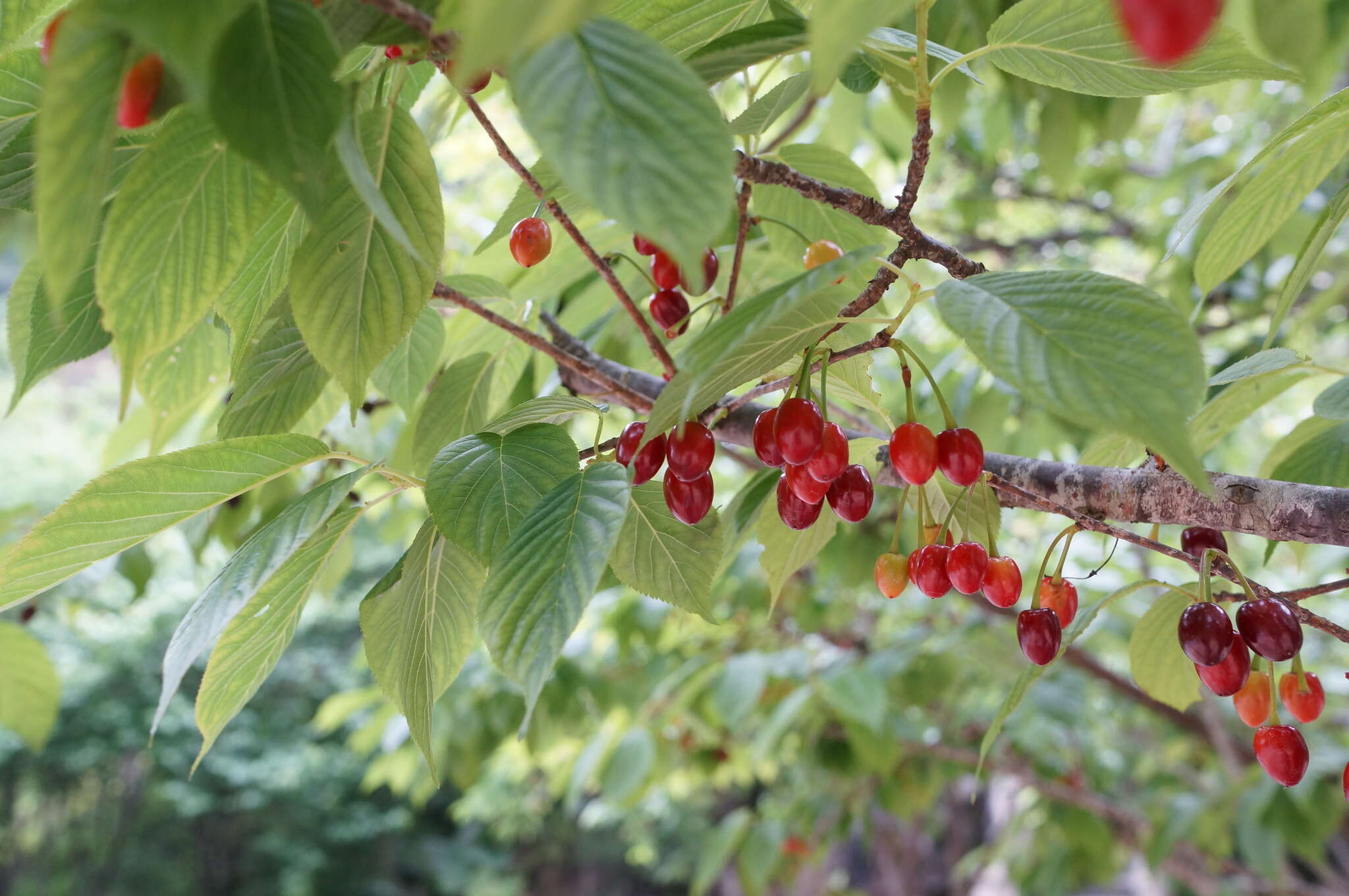 Imagem de Prunus campanulata Maxim.