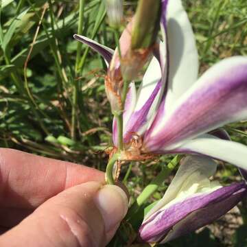 Image of Sparaxis grandiflora subsp. fimbriata (Lam.) Goldblatt