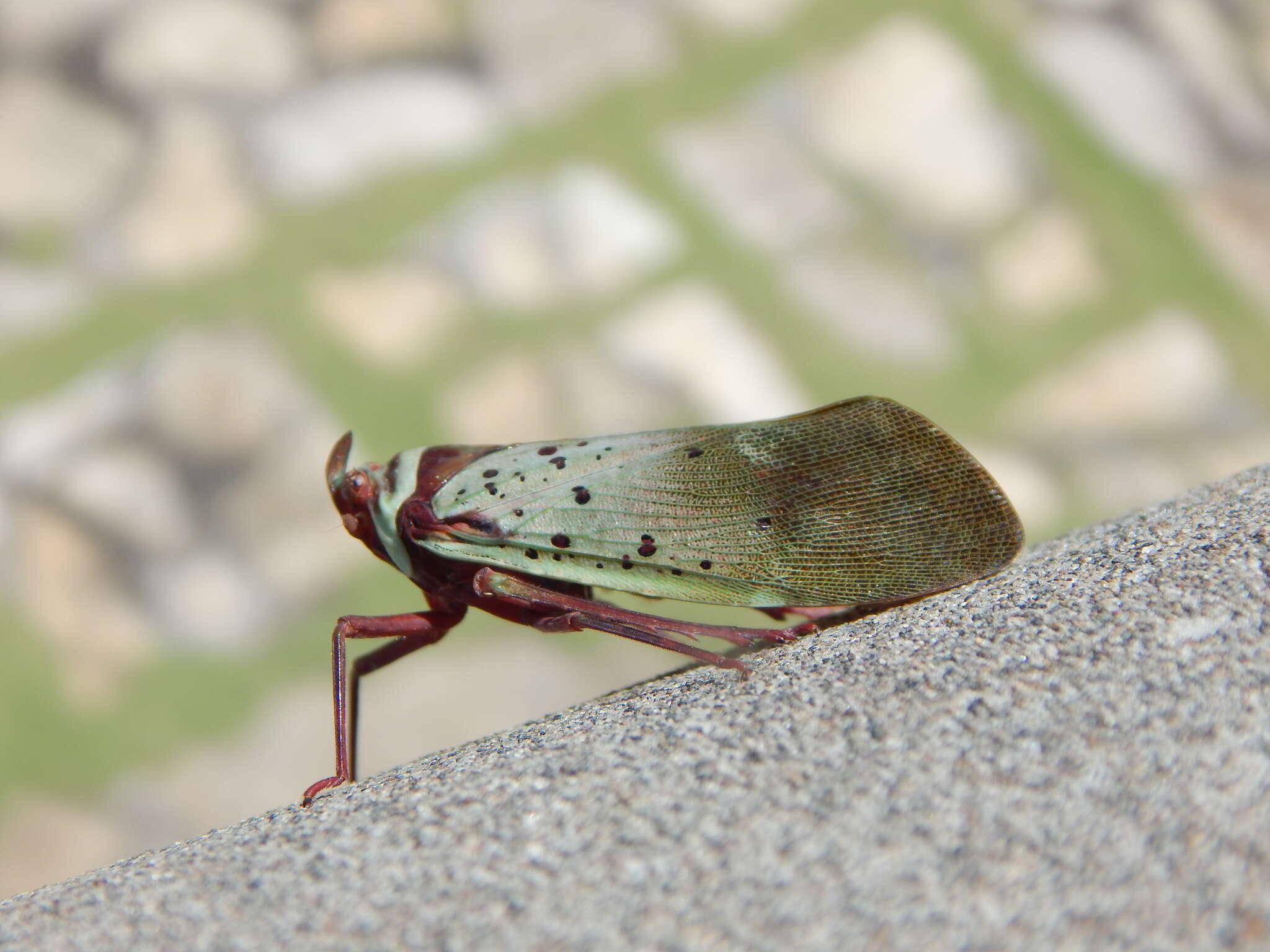 Image of Copidocephala guttata (White 1846)