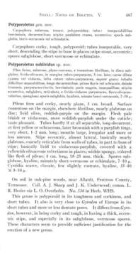 Image de Polyporoletus sylvestris (Overh. ex Pouzar) Audet 2010