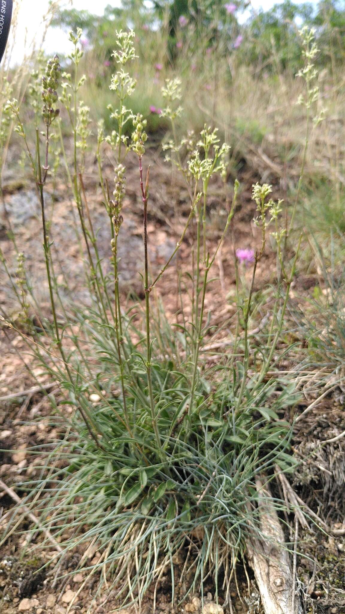 Silene otites (L.) Wibel resmi