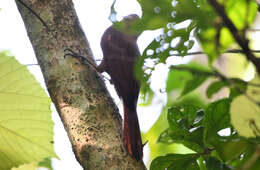 Image of Plain-brown Woodcreeper