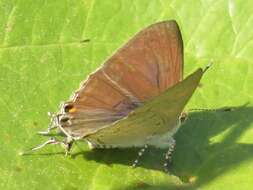 Слика од Hypolycaena philippus philippus