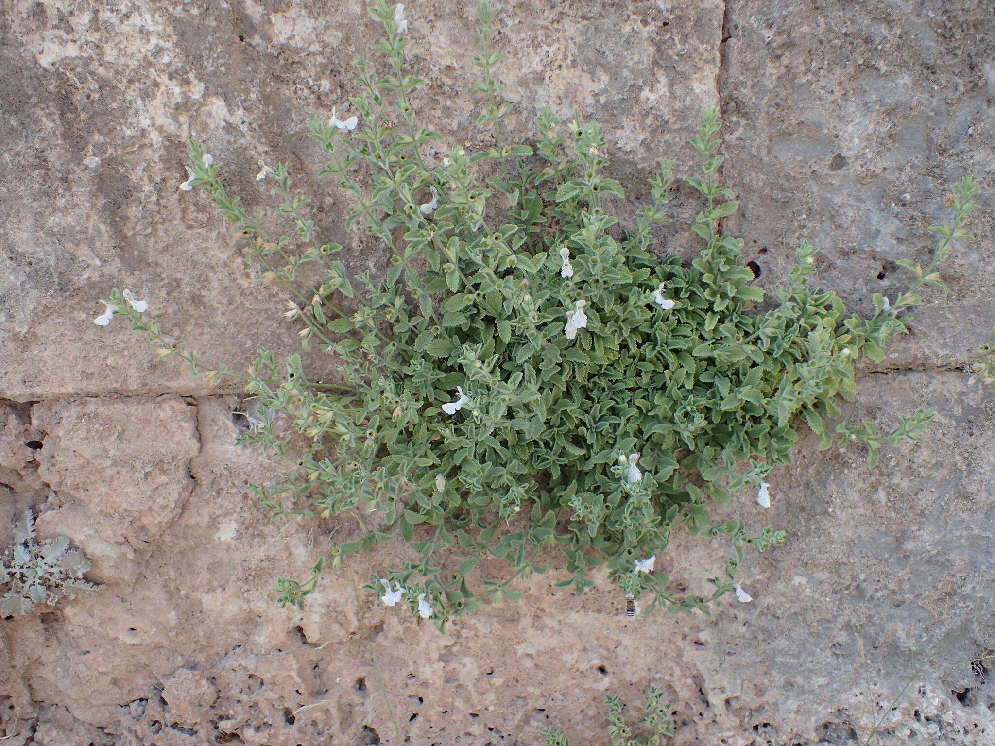 Слика од Stachys swainsonii Benth.