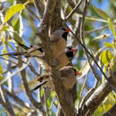 صورة Poephila acuticauda hecki Heinroth 1900