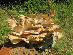 Image de Polypore géant