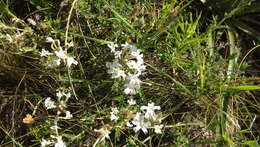 Image of Glandularia platensis (Spreng.) Schnack & Covas