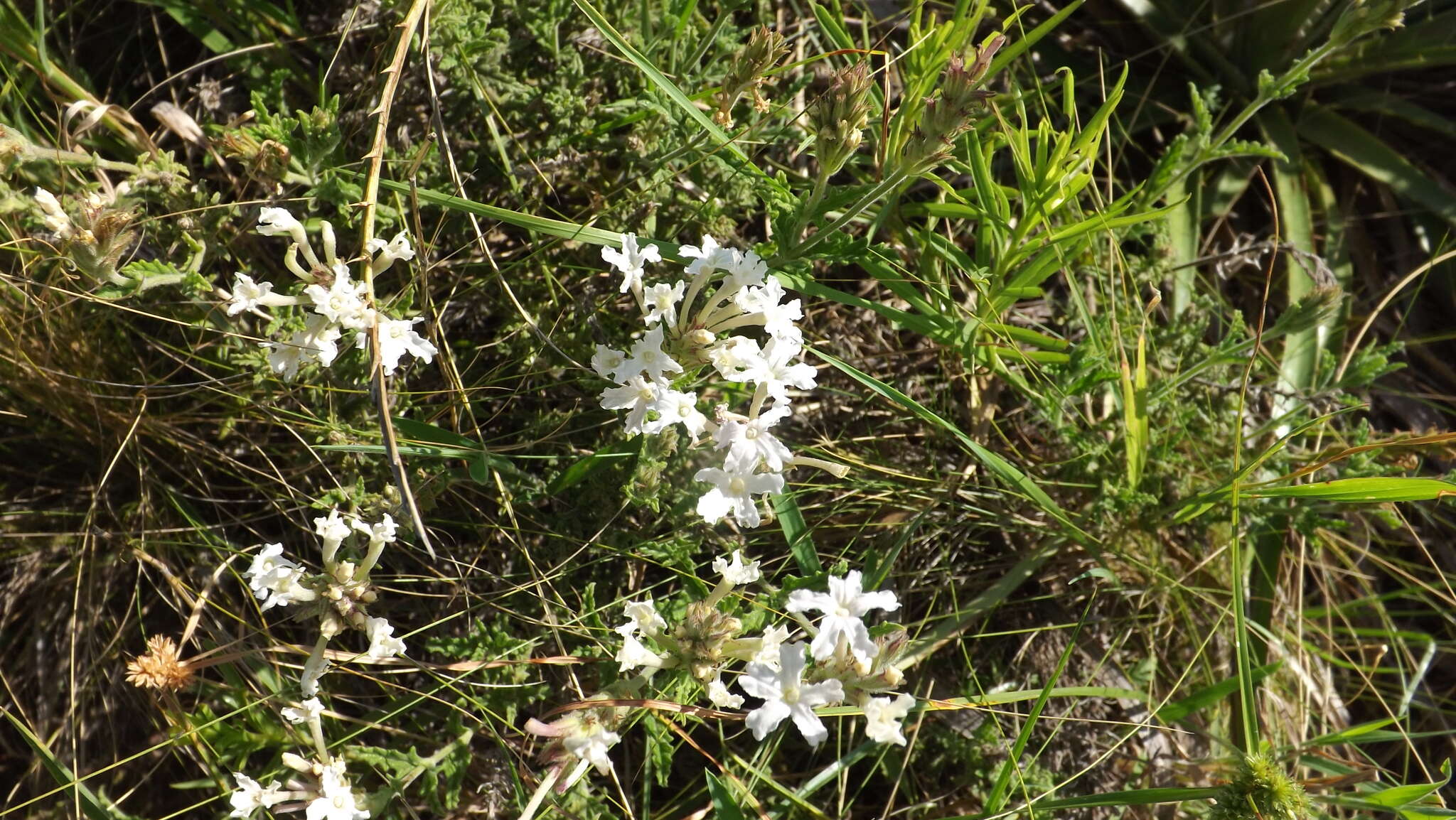 Слика од Glandularia platensis (Spreng.) Schnack & Covas