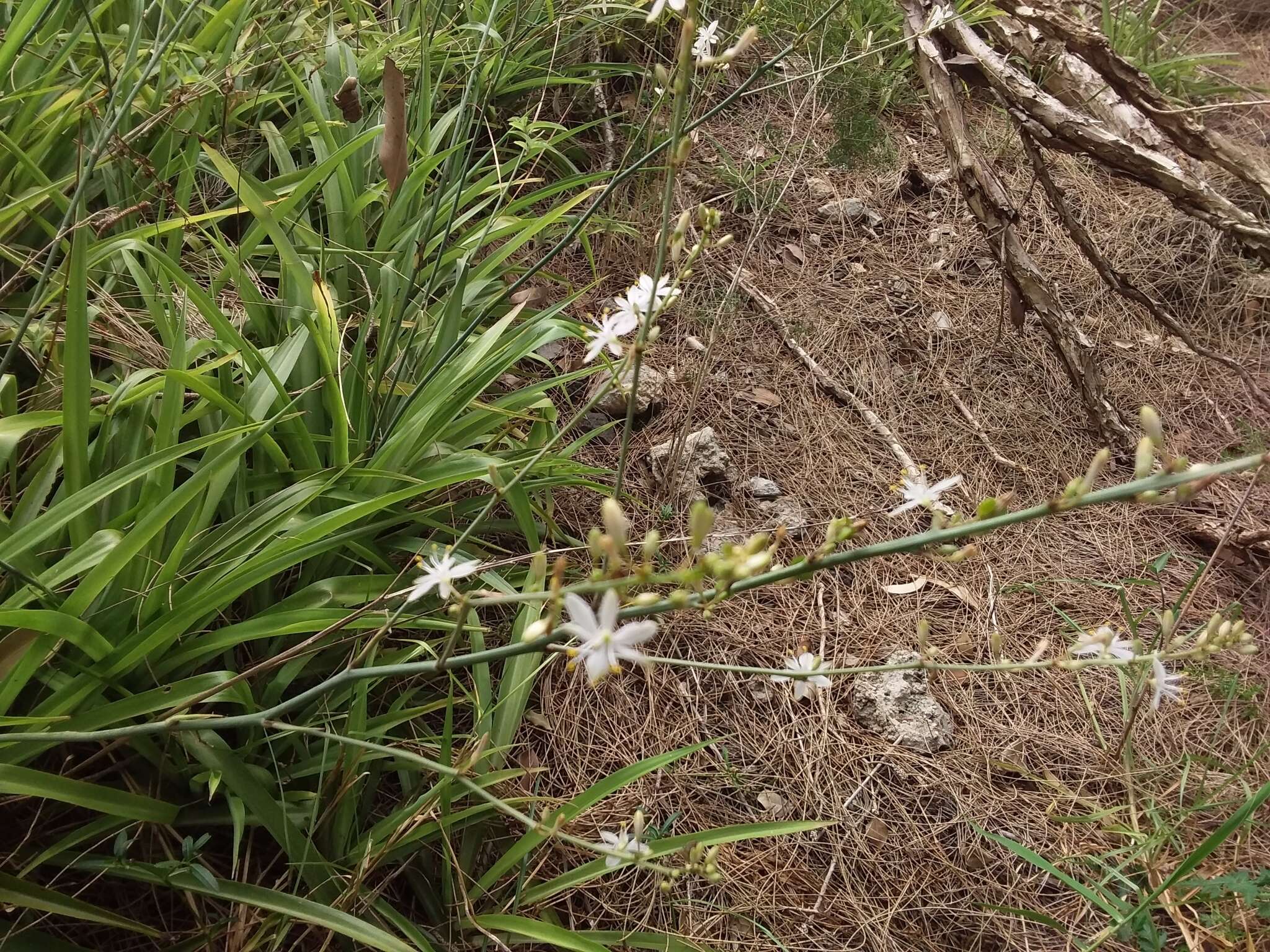 Plancia ëd Chlorophytum comosum (Thunb.) Jacques