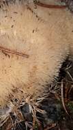 Image of Angel hair coral