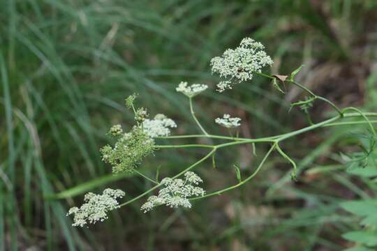 Image of Angelica czernaevia (Fisch. & C. A. Mey.) Kitag.