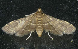 Image of Yellow-spotted Webworm Moth