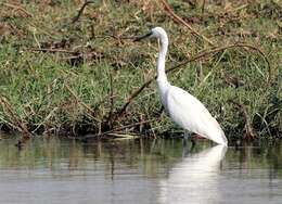 Image of Egretta garzetta garzetta (Linnaeus 1766)