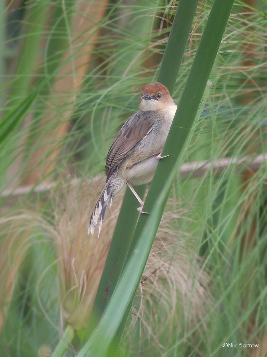 Image of Carruthers's Cisticola