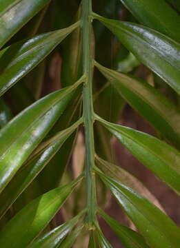 Podocarpus grayae de Laub. resmi