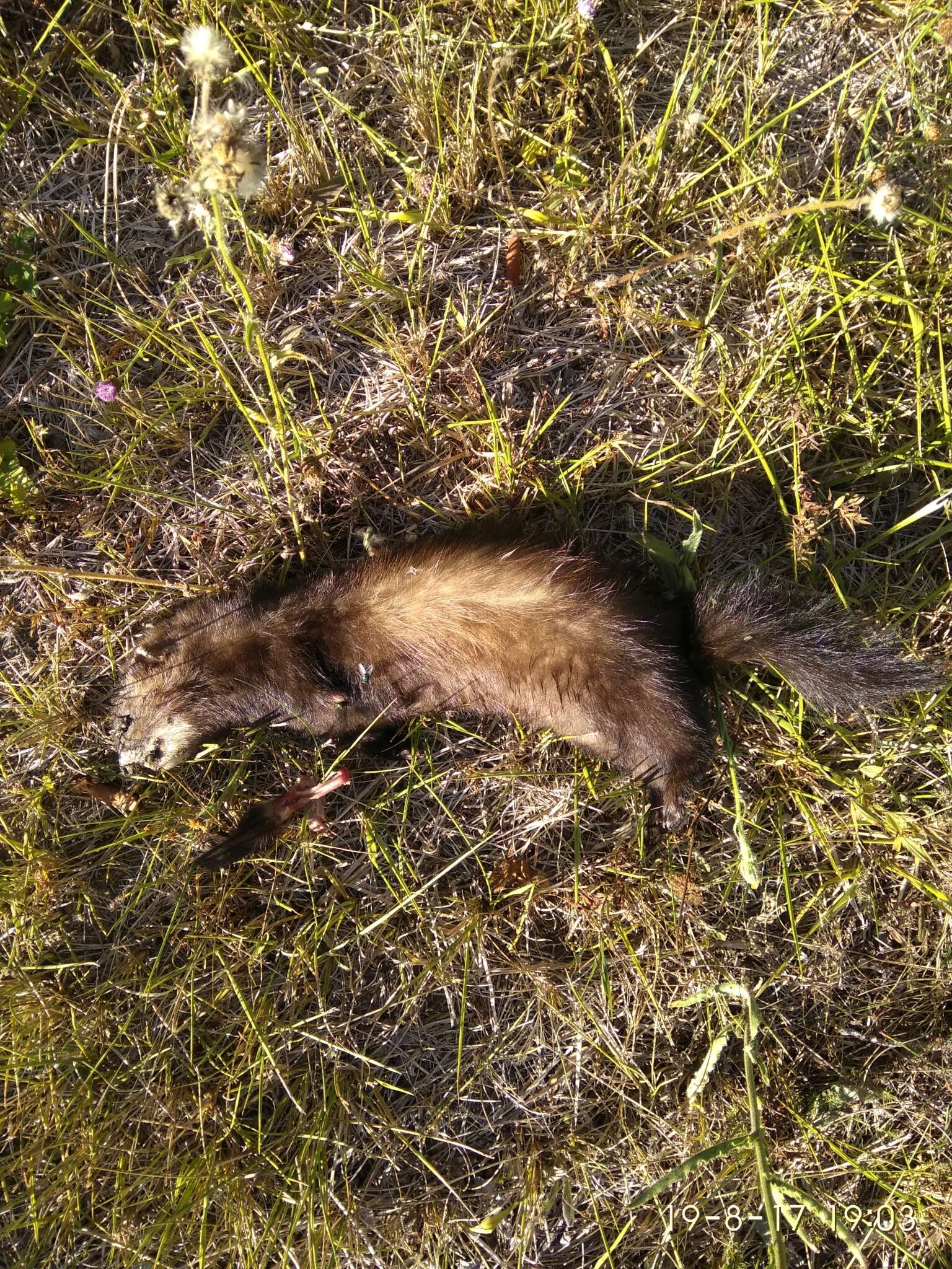 Image of western polecat, polecat