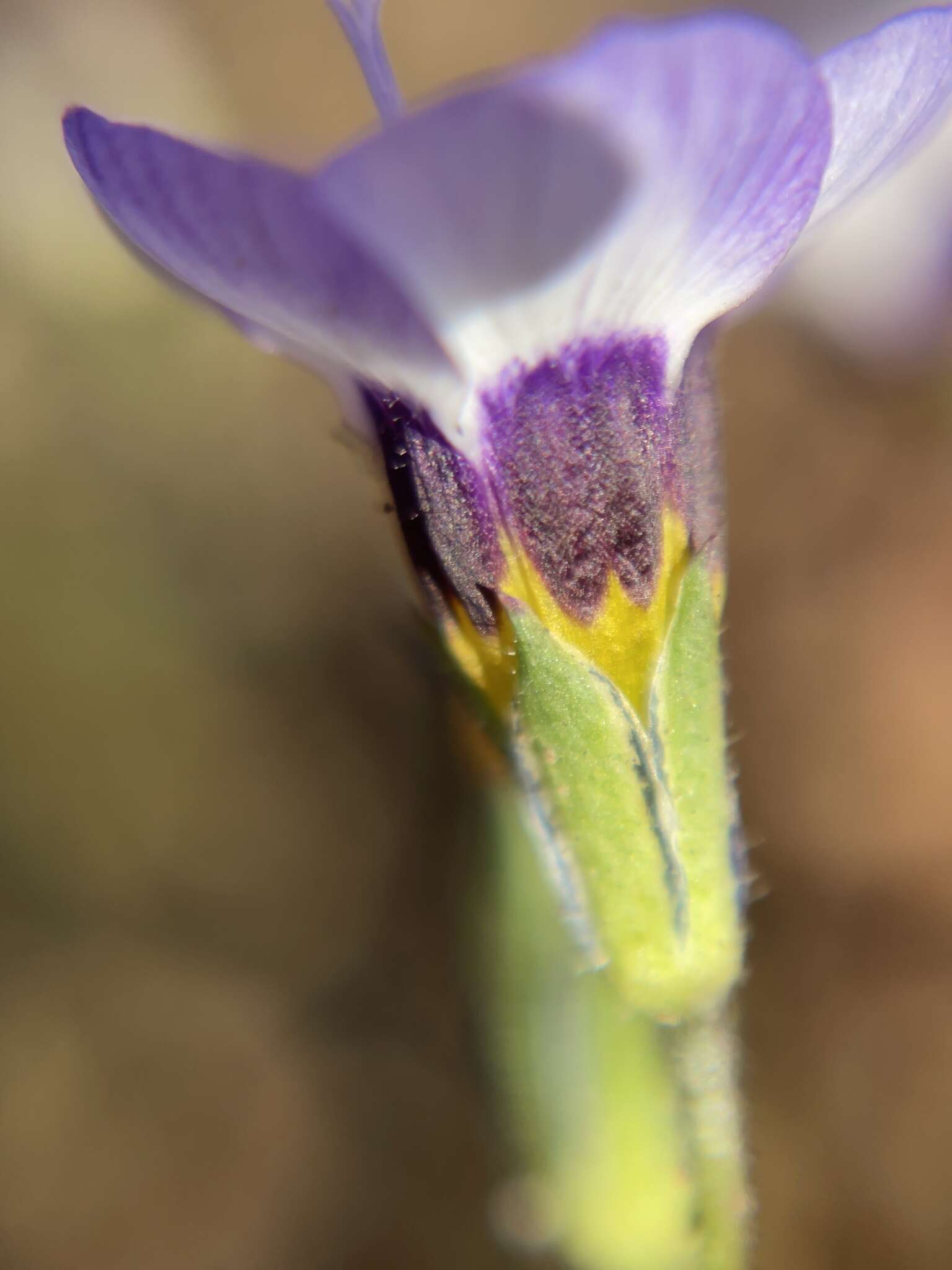 Image of bird's-eye gilia