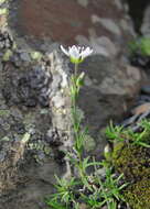 Minuartia hirsuta subsp. oreina Mattf.的圖片