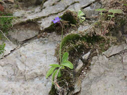 Image of Pinguicula vallis-regiae F. Conti & Peruzzi