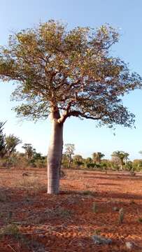 Givotia madagascariensis Baill. resmi