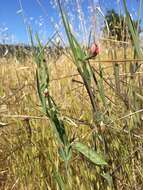 Image of red pea