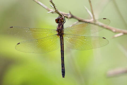 Image of Macrothemis declivata Calvert 1909