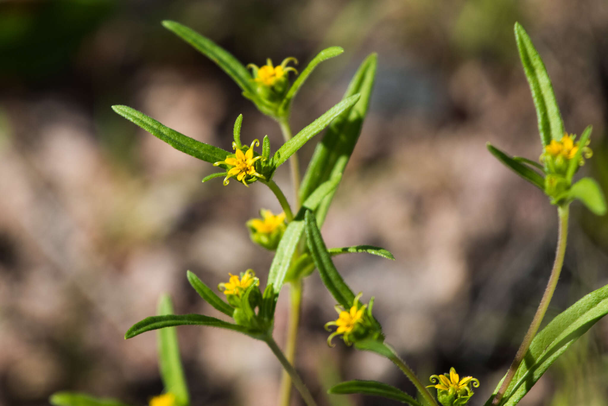 Image of Arizona blackfoot