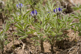 Imagem de Lupinus brevicaulis S. Watson