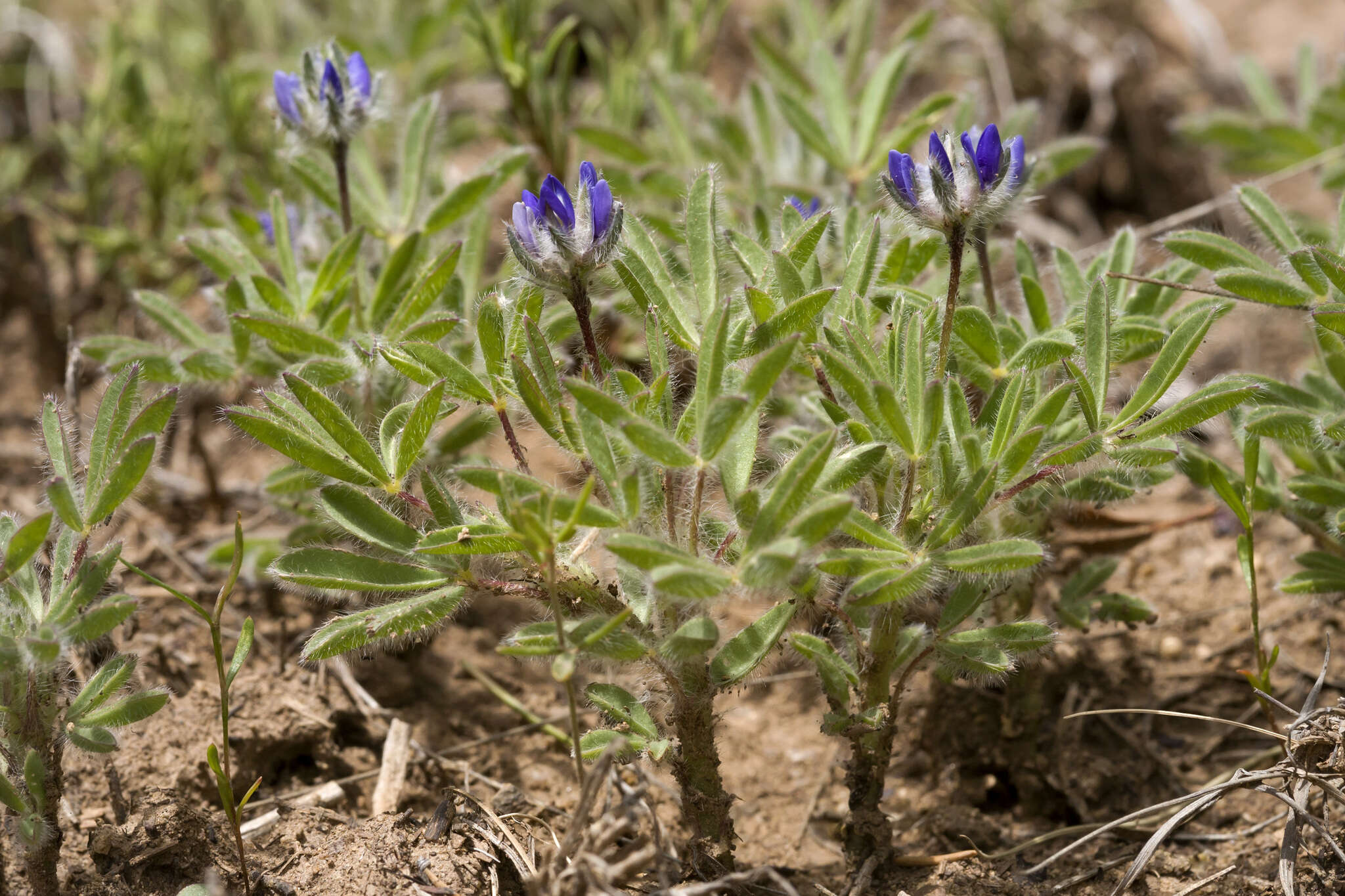 Image of shortstem lupine