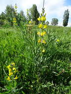 صورة Thermopsis turkestanica Gand.