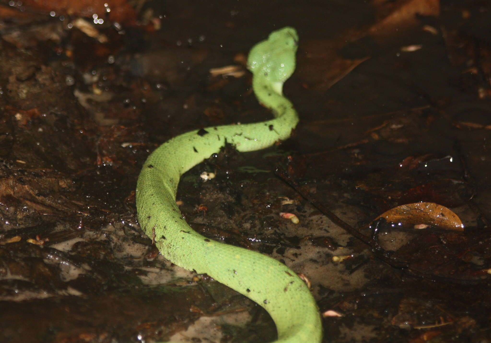 Image of Green Bush Viper