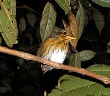 Image of Ochre-breasted Antpitta