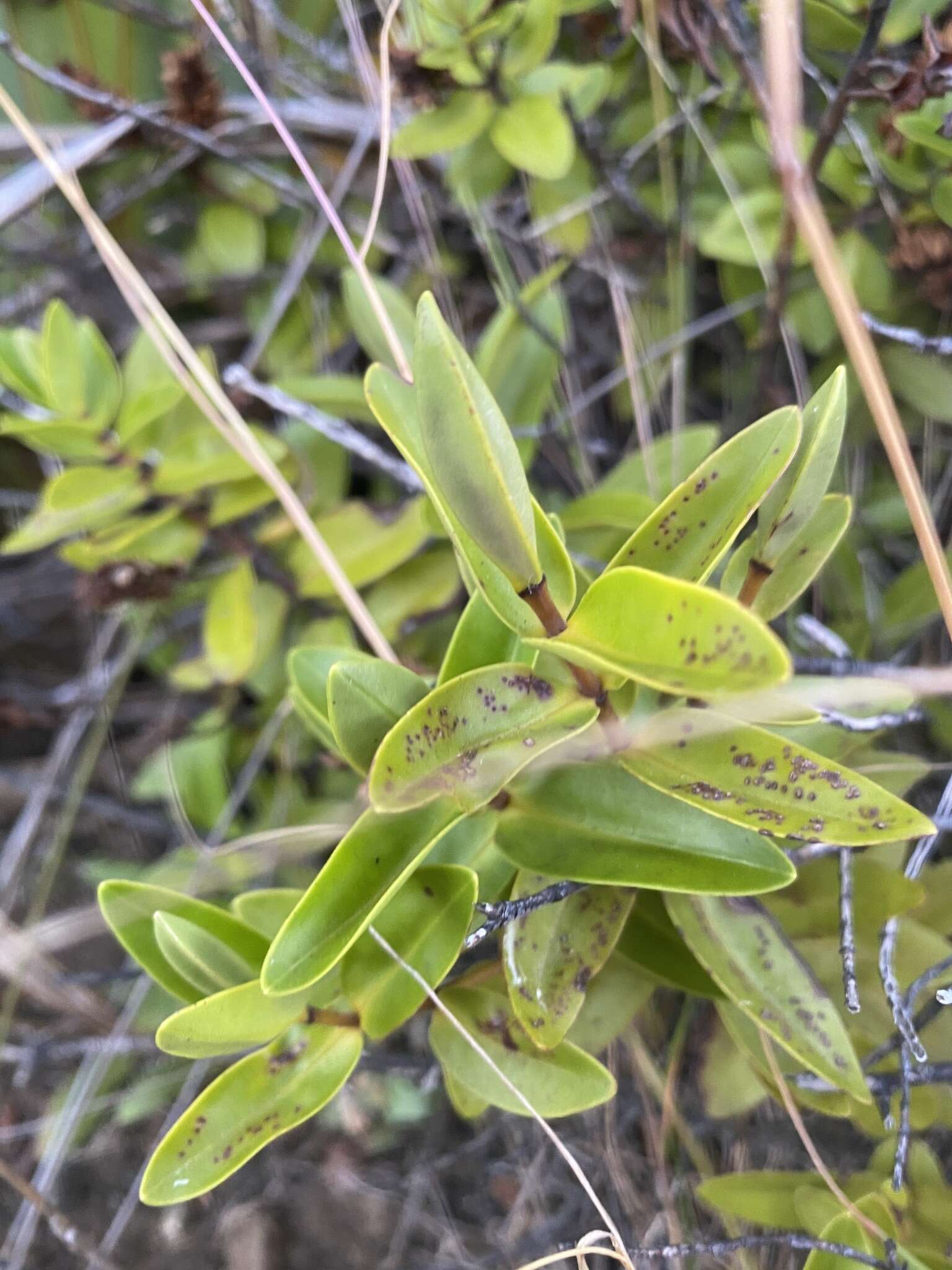 Image of Veronica ligustrifolia A. Cunn.