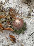 Image of Melocactus violaceus subsp. violaceus