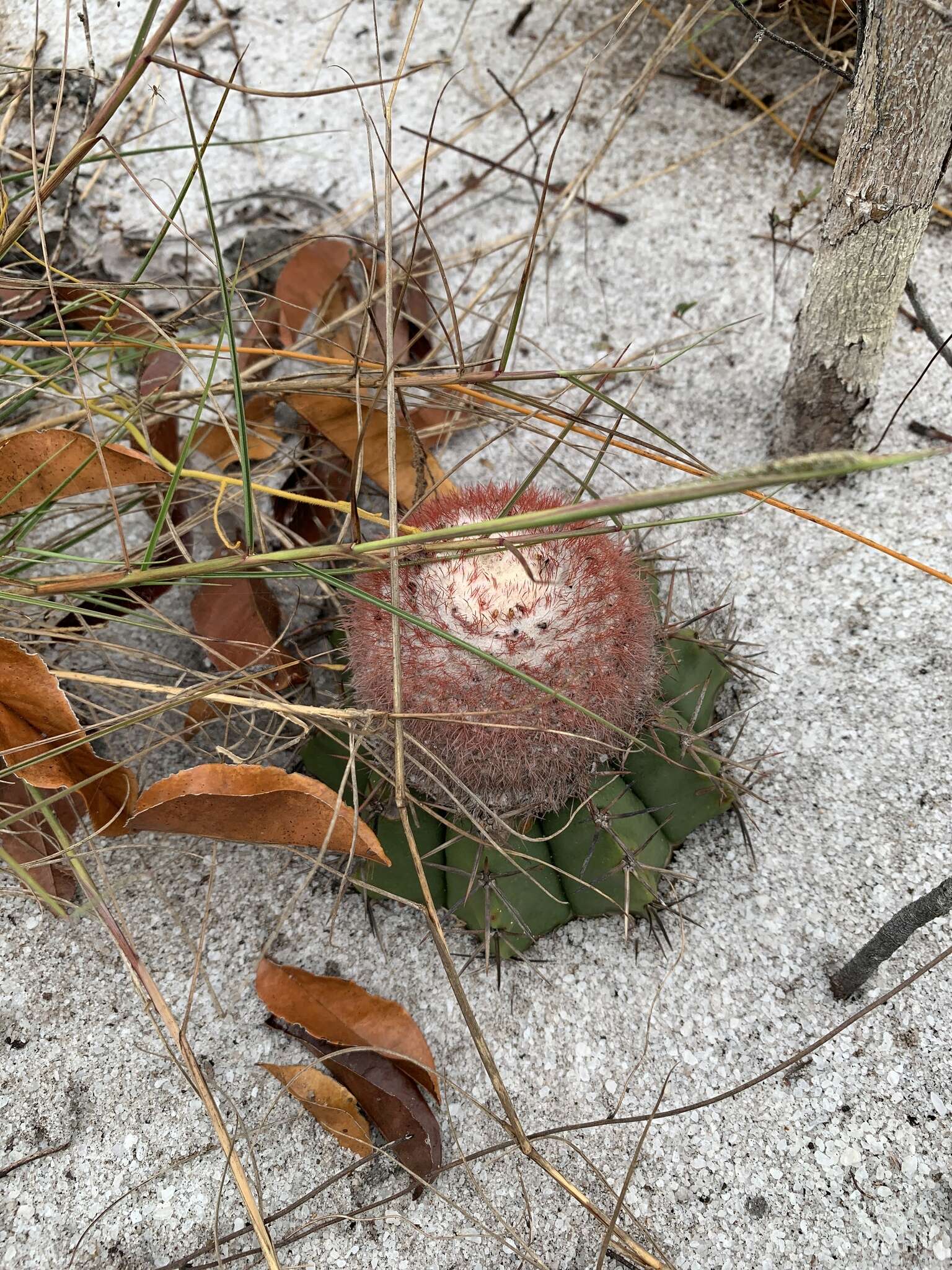 Image of Melocactus violaceus subsp. violaceus