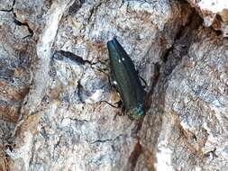 Image of Oak Splendor Beetle