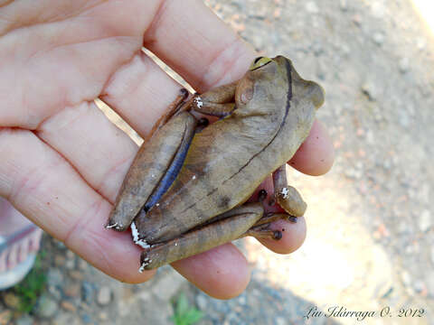 Image of Atlantic Forest Treefrog